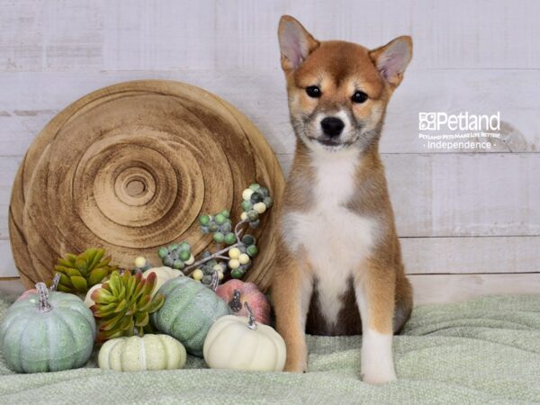 [#6491] Red Sesame Male Shiba Inu Puppies For Sale