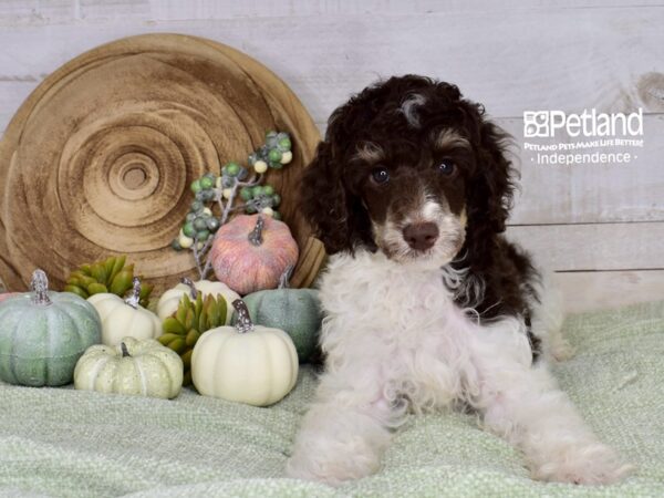 [#6492] Chocolate Parti Female Moyen Poodle Puppies For Sale