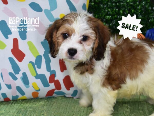 [#6438] Brown & White Male Cavachon Puppies For Sale