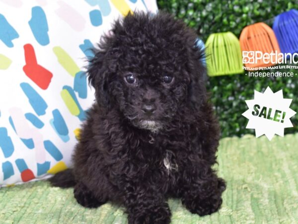 [#6436] Black Male Bichon Poo Puppies For Sale