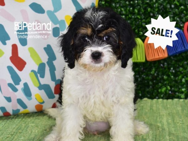 [#6439] Black, Tan, & White Female Cavapoo Puppies For Sale