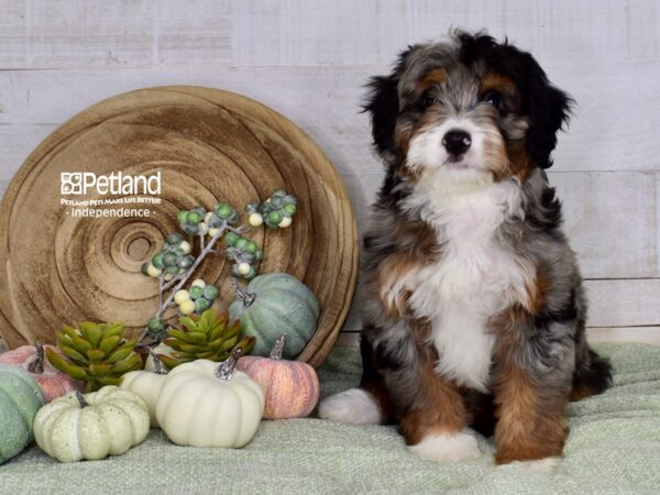 [#6501] Blue Merle Male Miniature Bernedoodle 2nd Gen Puppies For Sale