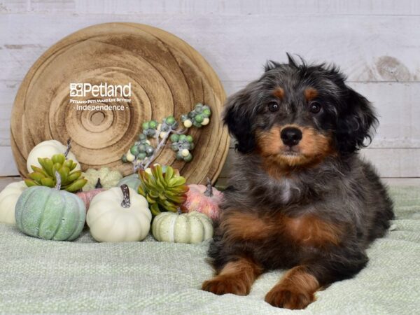 [#6502] Blue Merle Female Miniature Bernedoodle 2nd Gen Puppies For Sale