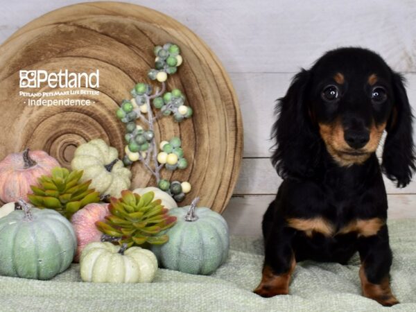 [#6504] Black & Tan, Long Haired Male Dachshund Puppies For Sale