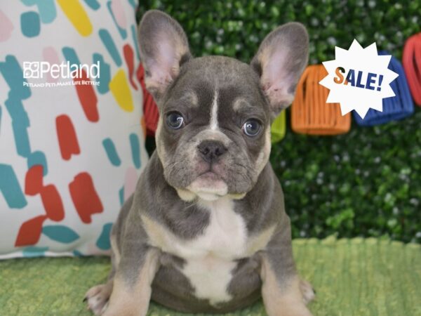 [#6480] Blue, Tan, & White Male French Bulldog Puppies For Sale